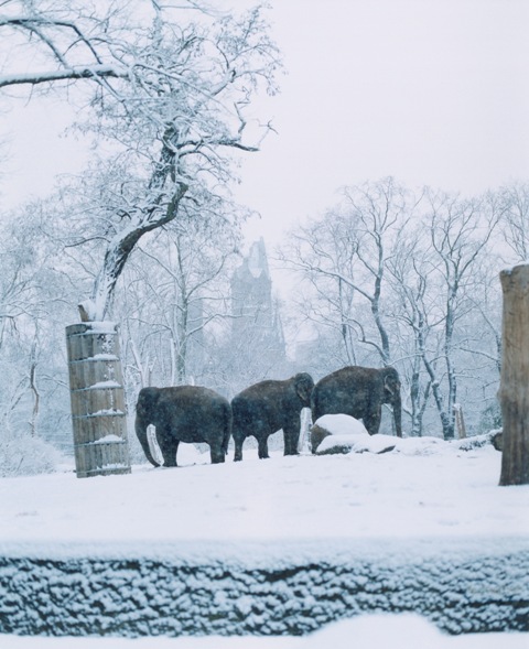 Elefanten im Zoo, Zoologischer Garten, im Hintergrund GedÃ¤chniskirche, Januar 2005, Berlin, Deutschland#