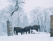 Elefanten im Zoo, Zoologischer Garten, im Hintergrund GedÃ¤chniskirche, Januar 2005, Berlin, Deutschland#